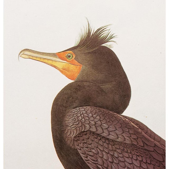 John James Audubon 1966 Vintage Cottage Print "Double-Crested Cormorant" After John James Audubon For Sale - Image 4 of 9