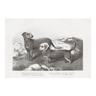 Cassell Dogs; Terriers, Unframed Artwork For Sale