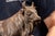 Industrial Early 20th Century Cast Iron Butcher Shop Bull Finial For Sale - Image 3 of 6