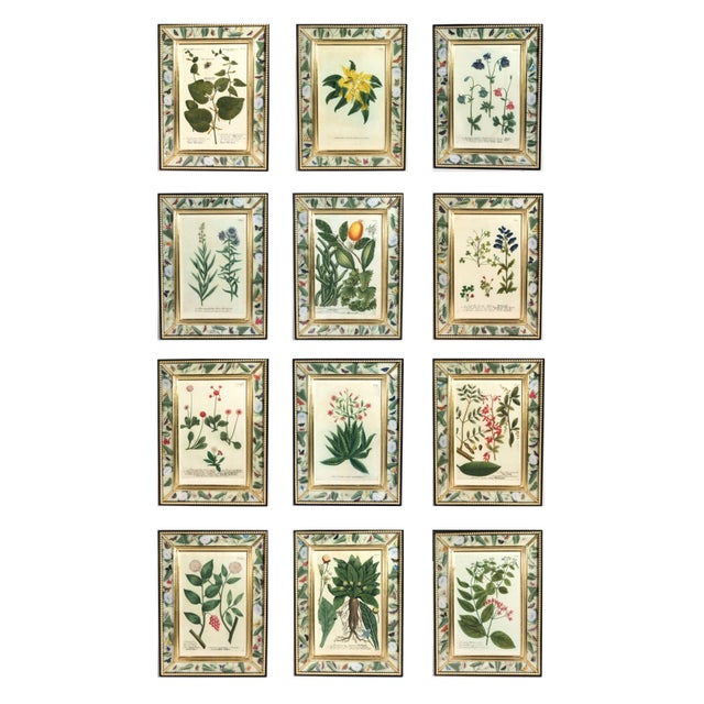 Set of Twelve Botanical Engravings by Johann Weinmann, Circa 1737–1745 For Sale - Image 16 of 16