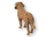 Antique Vienna Bronze Setter Dog For Sale - Image 4 of 4
