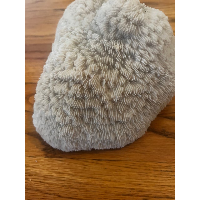 Large Coral Piece For Sale In Los Angeles - Image 6 of 7