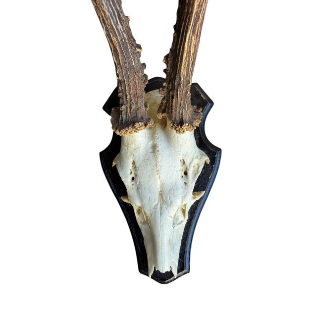 1960s Roe Deer Trophy Rd43 Black Forest Antlers Jawbone on Back For Sale - Image 5 of 5