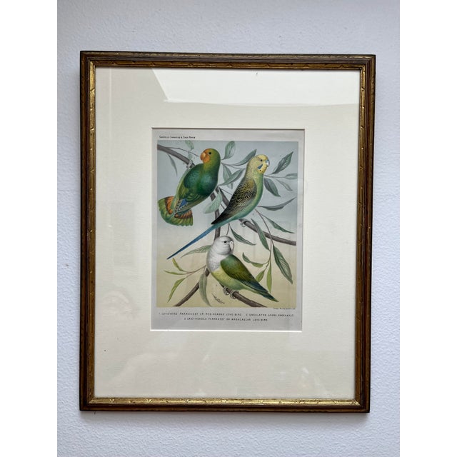 Perfect for any bird lover or even anyone who had parakeets when young, these birds have hung in the living room and the...