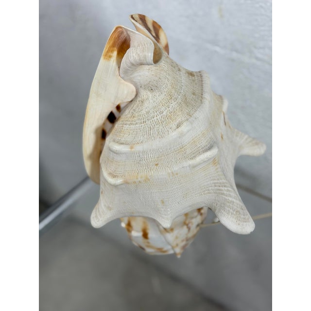 Vintage Shell Lamp For Sale - Image 4 of 7