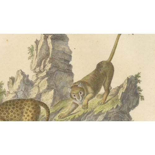 Karl Joseph Brodtmann, Leopard & Panther, 1816, Lithograph For Sale - Image 6 of 9