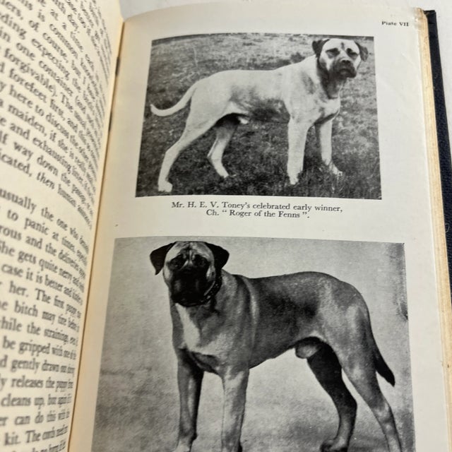 1957 The Bull Mastiff Handbook Dog Book For Sale In New York - Image 6 of 9