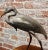 Japanese Blue Heron Bird -1930s Japanese Cold Painted Metal Sculpture For Sale - Image 3 of 8