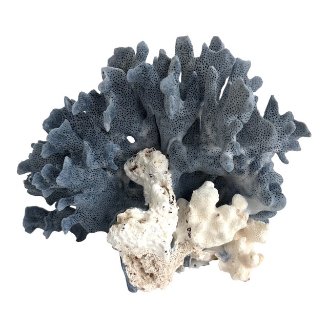 Natural Blue Coral Specimen For Sale