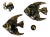 Mid-Century Ceramic Black & Gold Plaster Aquatic Angelfish Wall Art, Set of 4 For Sale