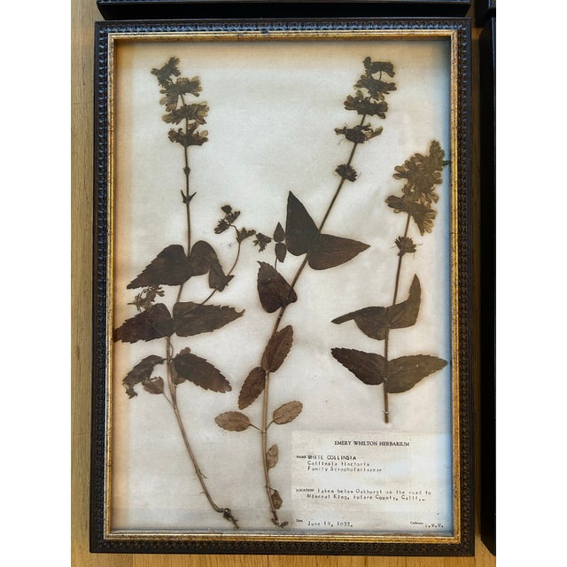 Vintage Emery Whilton Herbarium Botanical Prints - A Set of 4 For Sale - Image 4 of 11