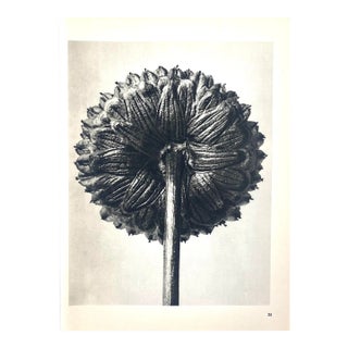 1940s Botanical Blossfeldt Print - No. 25 For Sale