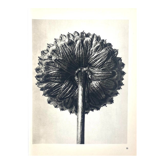 1940s Botanical Blossfeldt Print - No. 25 For Sale