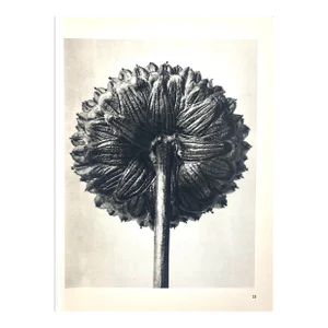 1940s Botanical Blossfeldt Print - No. 25