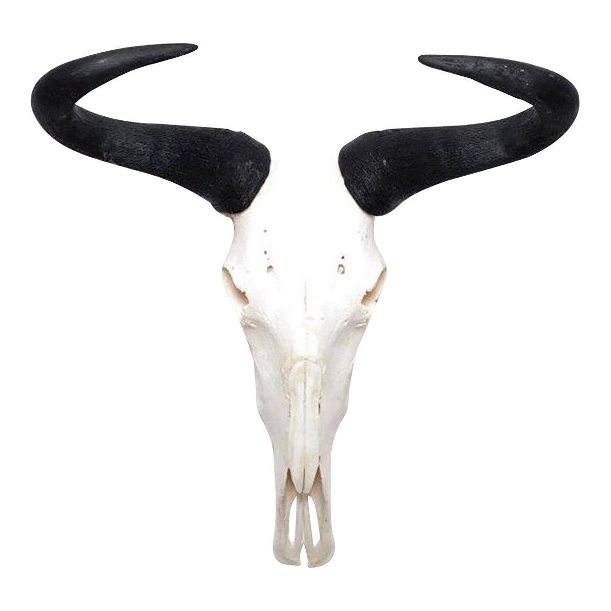 African Wildebeest Horn, Full Skull Chairish