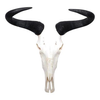 African Wildebeest Horn, Full Skull For Sale