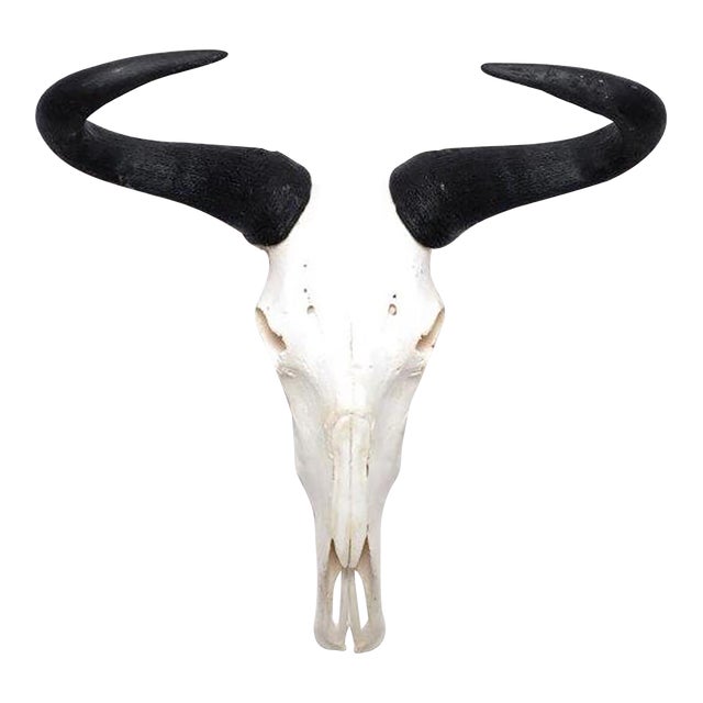 African Wildebeest Horn, Full Skull For Sale