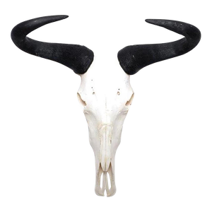 African Wildebeest Horn, Full Skull