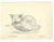 1943 Babette the cat drawing on paper by Devon, UK artist William E. Wood. Signed lower right. Portrait studies are on the...
