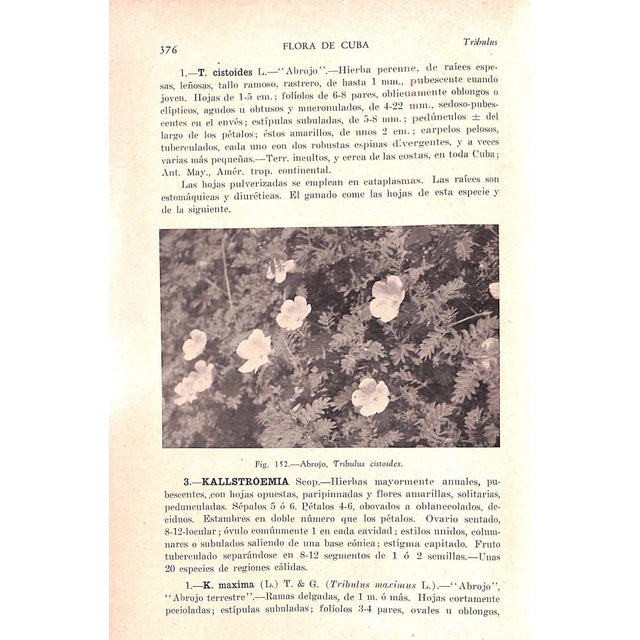 "Flora De Cuba Volumen II Dicoteledoneas: Casuarinaceas a Meliaceas" 1951 Hno. Leon Y Hno. Alain For Sale - Image 11 of 11