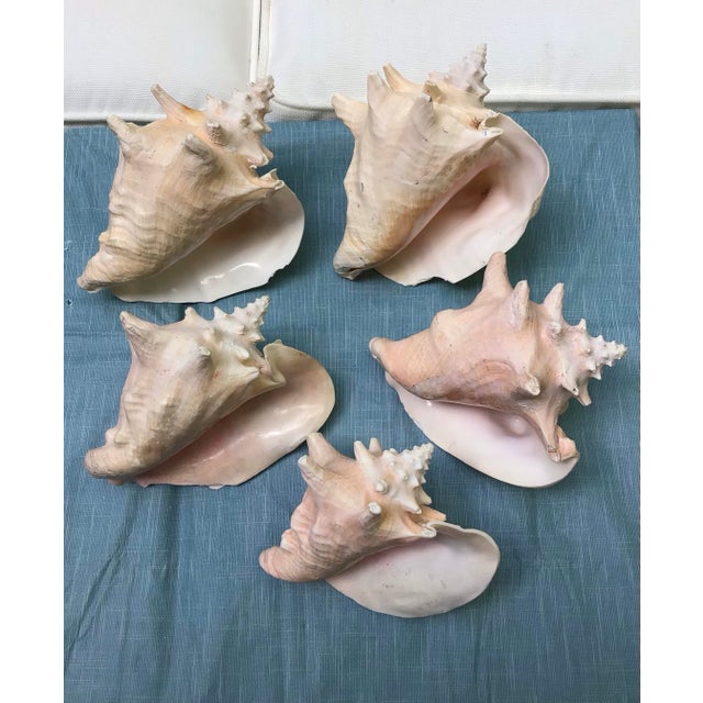 1950s Natural History Collectors Large Bahamian Sea Shell Specimens For Sale - Image 5 of 12