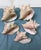 1950s Natural History Collectors Large Bahamian Sea Shell Specimens For Sale - Image 5 of 12