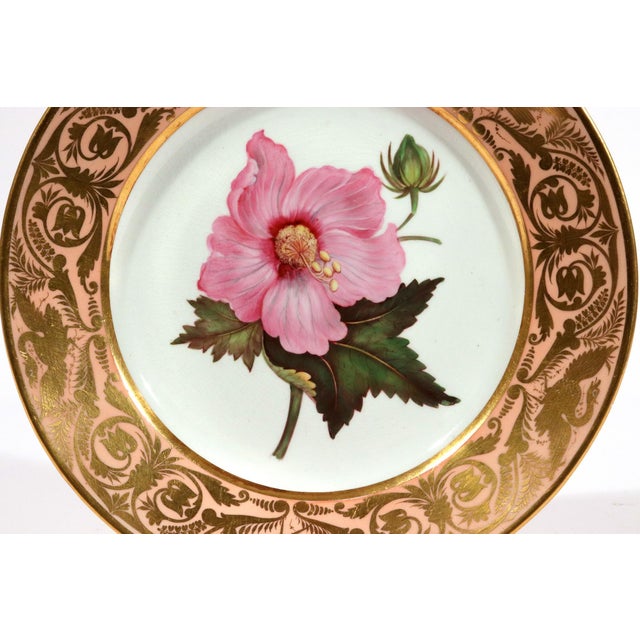 Antique Derby Porcelain Botanical Plate, Marsh Hibiscus, Salmon Ground With Gilt Swans, John Brewer, Circa 1815 For Sale - Image 10 of 12
