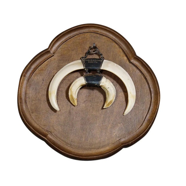 Wood Vintage Wild Boar Tusk Trophy on Wooden Plaque, Germany 1970s For Sale - Image 7 of 7