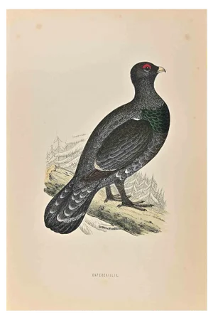 Alexander Francis Lydon, Capercaillie, Woodcut Print, 1870