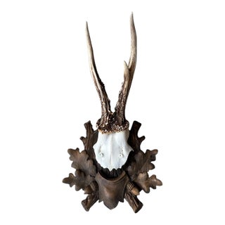 1990s Roe Deer Trophy Black Forest Antlers 39 For Sale