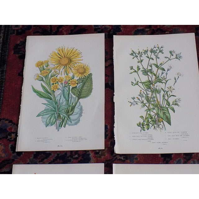 This set of twelve (12) authentic antique 19th century chromolithographs (each color laid in with a separate lithographic...