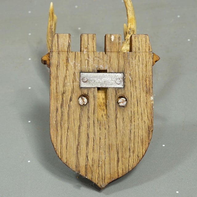 1940s Vintage Red Deer Trophy by Franz Joseph, Prince of Thurn and Taxis, 1944 For Sale - Image 5 of 6