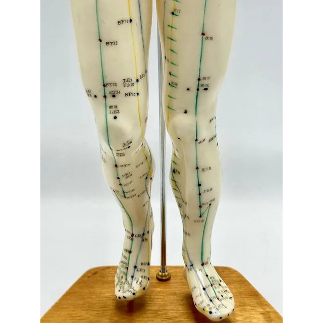 1970s Vintage Vinyl Meridian Model from Newgen Medicals, 1970 For Sale - Image 5 of 10