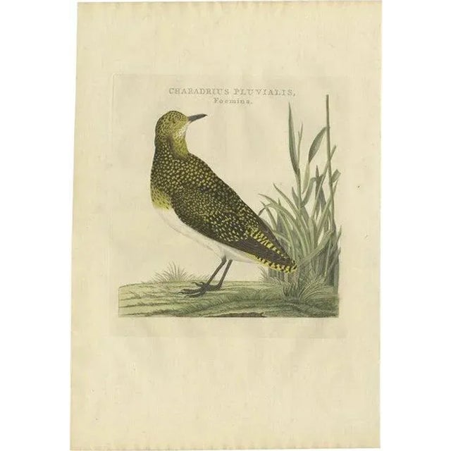 Late 18th Century Sepp & Nozeman, Female Eurasian Golden Plover, 1797, Paper For Sale - Image 5 of 5