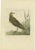 Late 18th Century Sepp & Nozeman, Female Eurasian Golden Plover, 1797, Paper For Sale - Image 5 of 5