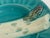 French Majolica Asparagus Plate by Luneville , c.1890 For Sale - Image 9 of 11