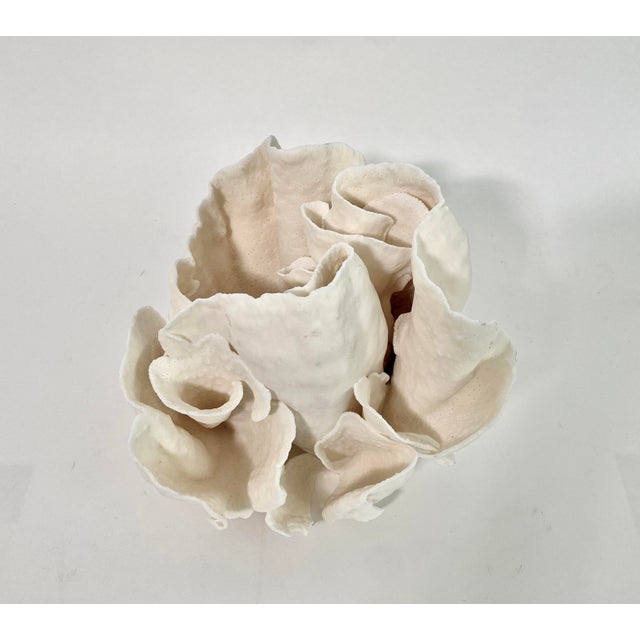 Rare Natural Cups Coral Specimen For Sale In Los Angeles - Image 6 of 8