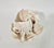 Rare Natural Cups Coral Specimen For Sale In Los Angeles - Image 6 of 8