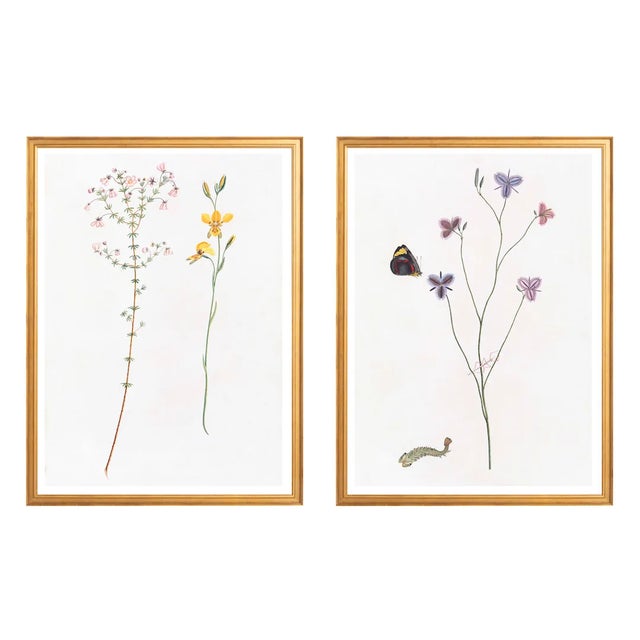 Celerie Kemble Curated Australian Botanical Diptych (24x30) in Gold Frame For Sale In Greensboro - Image 6 of 6