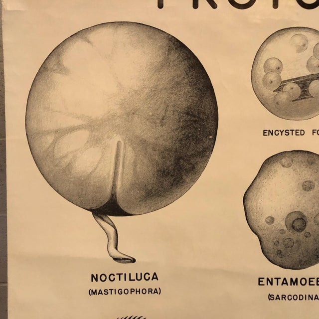 Mid 20th Century Anatomical Protozoa Organisms Rollup Chart by New York Scientific Supply Co. For Sale In New York - Image 6 of 12