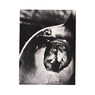 L. E. Berka, Fly, 1929, Signed Gelatin Silver Print For Sale