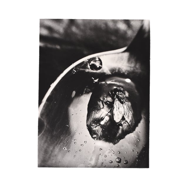 L. E. Berka, Fly, 1929, Signed Gelatin Silver Print For Sale
