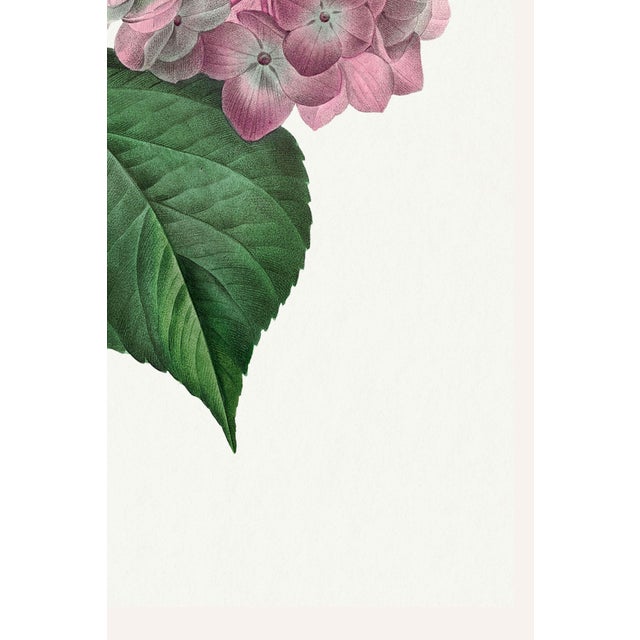 Not Yet Made - Made To Order Hydrangea by Pierre-Joseph Redouté, Vintage Botanical Art Print, 16" X 20" For Sale - Image 5 of 9