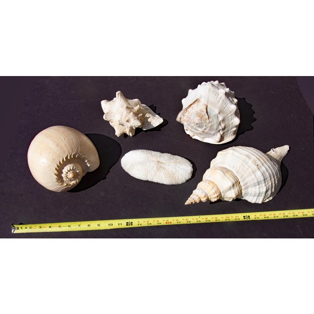 Collection of Large Conch Shells For Sale - Image 4 of 4