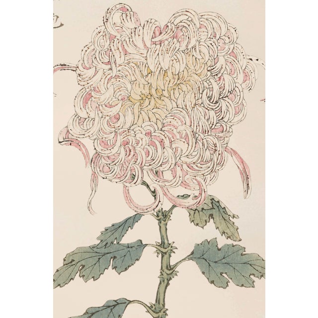 Japanese Whispering Petals Diptych – Vintage Japanese Botanical Prints (Set of 2), 20" X 30" For Sale - Image 3 of 9