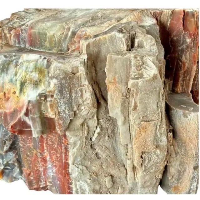 Natural Petrified Wood Specimen. #1 For Sale - Image 11 of 11