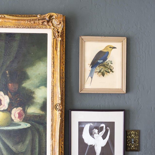 Ornithological Bird Print Bluebellied Roller by Johannes Gerardus Keulemans For Sale - Image 4 of 9