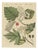 Bertuch, Aeg, Whitebeam and Wild Service Tree in Blossom, 1815, Print For Sale