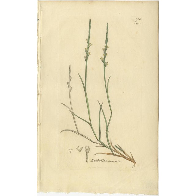 After James Sowerby, Botanical Illustrations of Grasses & Wildflowers, 1830s, Engravings, Set of 9 For Sale - Image 3 of 11