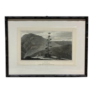 Natural Curiosities “Aloe” After William Daniell 1807 Botanical Landscape Print For Sale